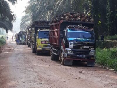 Harga TBS Tingkat Pabrik Bengkulu Naik Rp 20/Kilogram