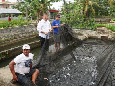 Budidaya Ikan Patin Terus Berjalan, Ini Buktinya