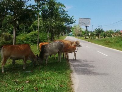 Pemerintah Desa Diminta Membuat Perdes Ternak