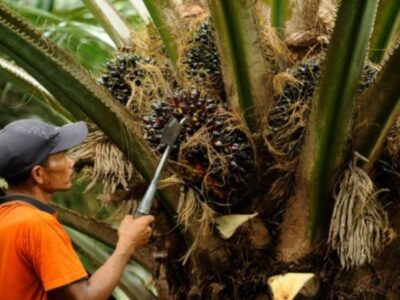 Pertamina Kembangkan BBM Berbasis Kelapa Sawit