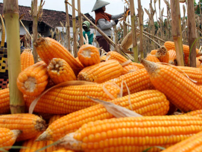 58 Ton Benih Jagung Bisi 226 Siap Disalurkan