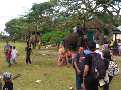 Serunya Berwisata ke Pusat Latihan Gajah Seblat