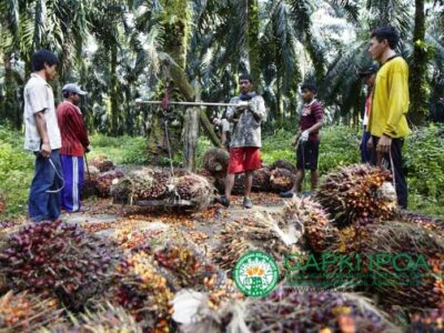 Peremajaan Kebun Sawit Rakyat Meremajakan Harapan