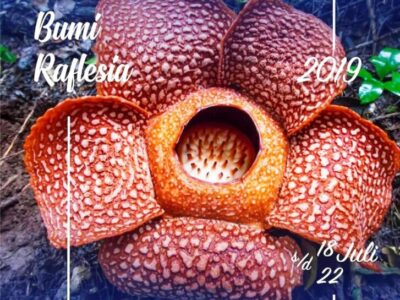 Wow, 6 Negara Akan Meriahkan Festival Bumi Rafflesia di Bengkulu