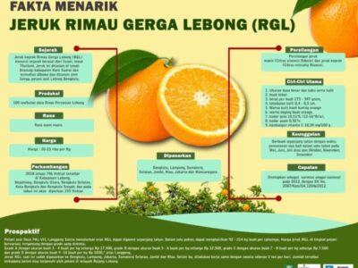 Infografik: Fakta Menarik Jeruk Rimau Gerga Lebong