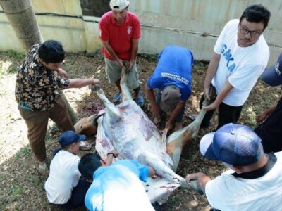 Perdana, Sekretariat DPRD Kota Bengkulu Sembelih Hewan Kurban