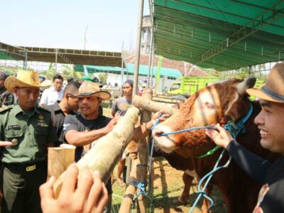 Ala Cow Boy, Pembukaan Lomba Ternak di Pati