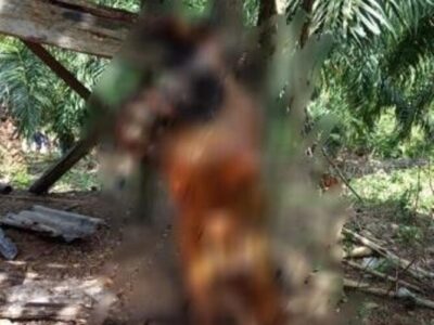 Ditemukan Mayat Perempuan Tanpa Busana di Bengkulu Selatan
