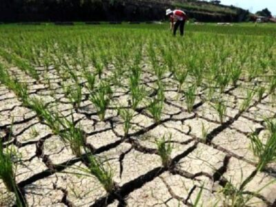 Antisipasi Gagal Panen, Petani Diimbau Manfaatkan Asuransi