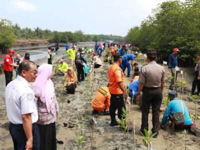 Pemkot Bengkulu Bersama PMI Tanam 500 Bibit Mangrove