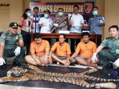 Spesialis Pemburu Kulit Harimau Ditangkap Polisi