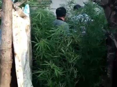 Polda Bengkulu Temukan Tanaman Ganja di Lingkar Barat
