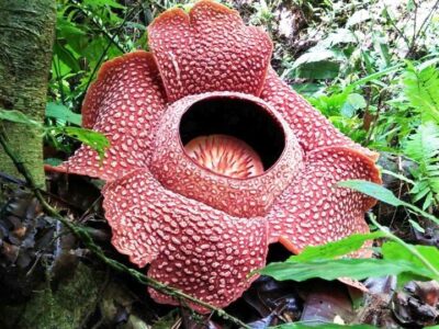 Gubernur Rohidin Beri Lampu Hijau untuk Perda Konservasi Rafflesia