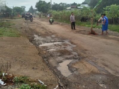 Warga Pekan Sabtu Tanam Pohon Pisang di Jalan Rusak
