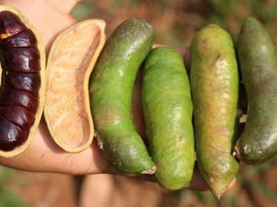 Dibalik Efek Bau Tak Sedap, Simak 8 Manfaat Kabau untuk Kesehatan