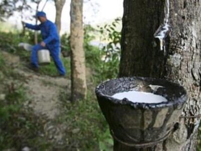 Negara Tujuan Ekspor Stop Operasi, Pemprov Bengkulu Siapkan Langkah Penyelamatan Petani Karet