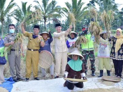 Bupati Hijazi Panen Raya di Talang Benih