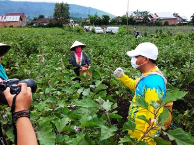 Rangsang Gairah Petani Agar Terus Berproduksi