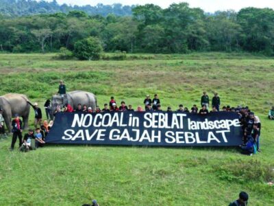 UU Minerba Ancam Habitat Gajah Sumatera di Bengkulu