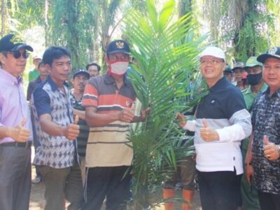 Tingkatkan Kesejahteraan Petani, Gubernur Rohidin Launching Replanting Kelapa Sawit