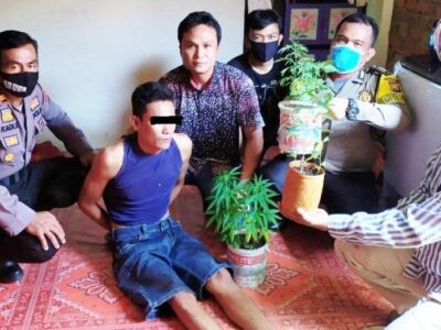 Polisi Tangkap Petani Tanam Ganja di Rumah