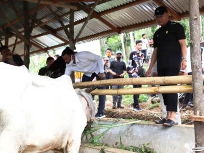 BUMP Terbukti Mampu Memakmurkan Peternak