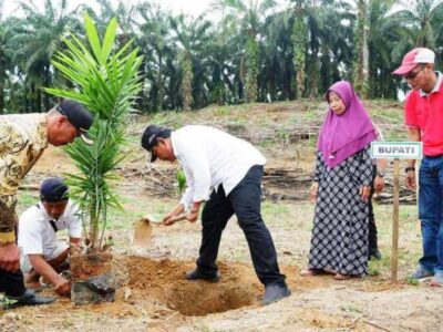 Disbun Bengkulu Utara Targetkan Replanting 4 Ribu Hektar Kebun Sawit