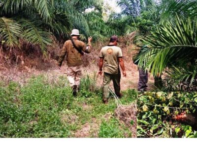 11 Ekor Kambing Mati di Seluma, Diduga Diterkam Harimau