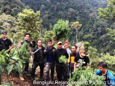 Respon Informasi, Dit Narkoba Berhasil Temukan Tanaman Ganja di Selingan Kebun Kopi