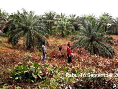 Tebas Lahan Milik Perusahaan, Manager PT. Agro Muko Laporkan Warga ke Polisi