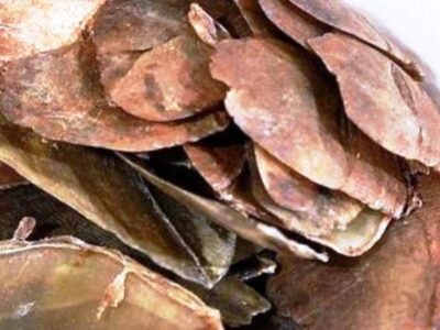 Jual Beli Bagian Tubuh Satwa Dilindungi, Dua Warga Kota Bengkulu Diamankan Polisi