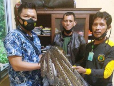 Burung Kuau Satwa Langka yang Terkena Jerat Warga Kaur Diserahkan ke Polisi