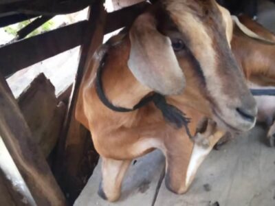 Curi 8 Ekor Kambing dalam Kandang, 2 Warga Seluma Diciduk Polisi