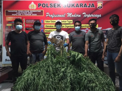 Polisi Temukan Dua Lokasi Ladang Ganja di Seluma
