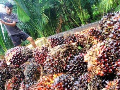 Jelang HUT, Harga TBS Sawit di Mukomuko Masih Bertahan Tinggi