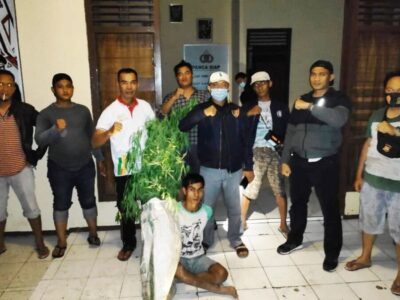 Petani Kopi di Kepahiang Kedapatan Tanam Ganja