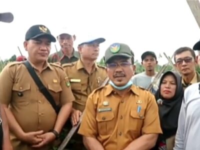 Kadis Pertanian BS Hadiri Panen Raya di Desa Batu Kuning