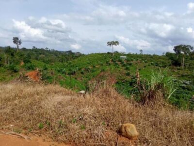 Habitat Gajah di Bengkulu Terancam, FKGI Desak Penegakan Hukum