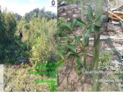 Hak Jawab PT Sipef Biodiversity Atas Berita “Warga Sayangkan Program Tanaman Buah di Bendungan Air Manjunto Gagal Tumbuh”