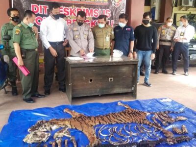 Kuliti dan Berniat Jual Harimau Sumatra, Warga Benteng Ditangkap Polisi