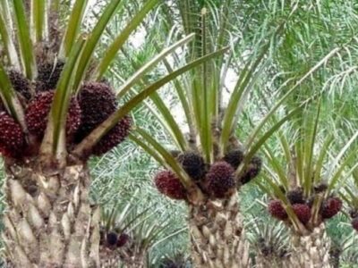 Sawit Indonesia Makin Diterima Eropa, Harga Terus Merangkak Naik