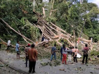 Pohon Tumbang di Jalur Bengkulu-Kepahiang, 2 Orang Dilaporkan Meninggal Dunia