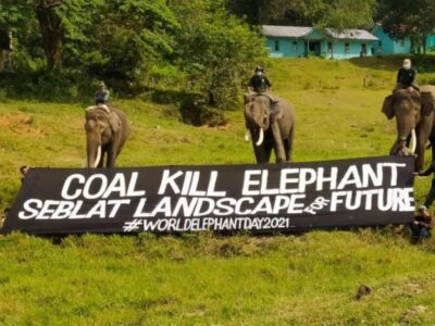Masa Depan Gajah Sumatera dalam Kepungan Tambang Batu Bara