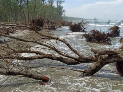 BWSS VII Bengkulu Bantah Aktifitas Proyek Mereka Rusak TWA Pantai Panjang