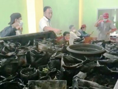 Tim Gabungan Gerebek Ruko Tempat Budidaya Ganja