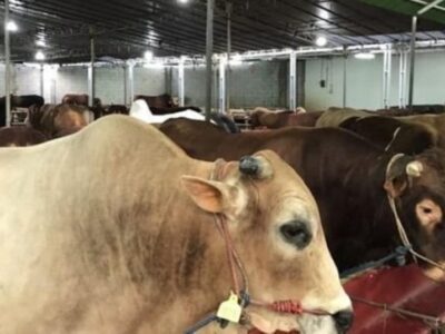 Pemkot Berkurban 44 Ekor Sapi dan 11 Kambing
