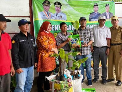 Bernilai Jual Tinggi, Dewan Dorong Petani Kembangkan Pisang Cavendish