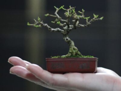 Pesona Tanaman Bonsai Khas Indonesia