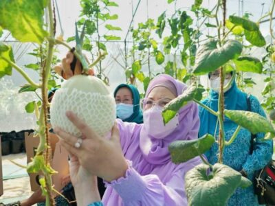 Ibu Gubernur Bengkulu Panen Melon di Kebun Petani Milenial