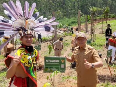 Manfaat Kayu Bawang Sumbangan Bengkulu di IKN